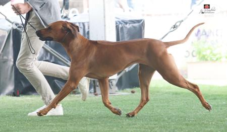 Rhodesian Ridgeback for sale by IDLRIJ