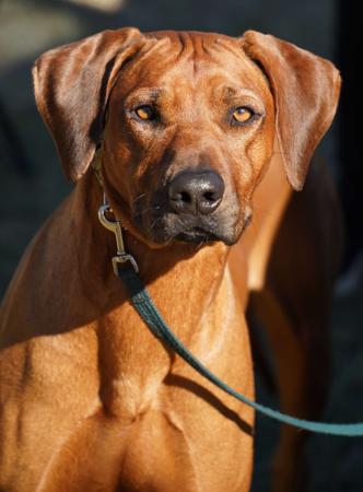 Rhodesian Ridgeback for sale by IDLRIJ