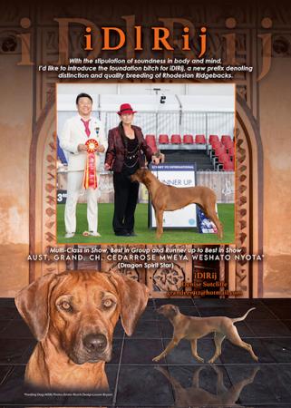 Rhodesian Ridgeback for sale by IDLRIJ