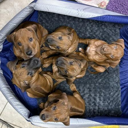 Rhodesian Ridgeback for sale by IDLRIJ
