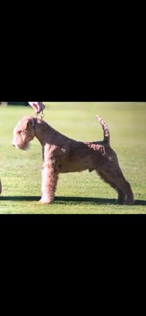 Lakeland Terrier puppy for sale by HOLLYLAKE