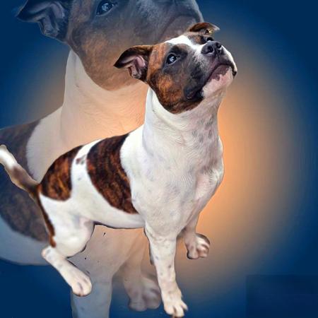 Staffordshire Bull Terrier for sale by ROCKINANGEL