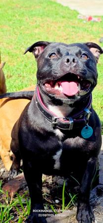 Staffordshire Bull Terrier puppy for sale by ROCKINANGEL