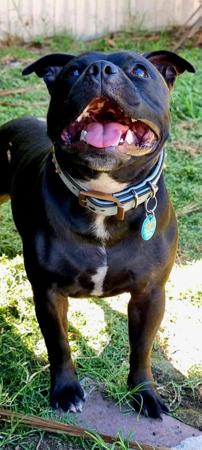 Staffordshire Bull Terrier for sale by ROCKINANGEL