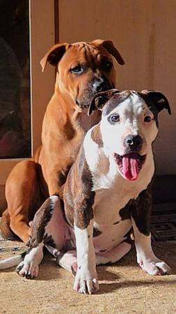 Staffordshire Bull Terrier for sale by ROCKINANGEL