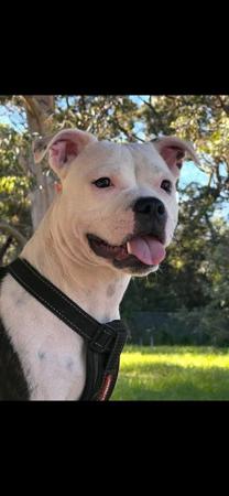 Staffordshire Bull Terrier for sale by ROCKINANGEL