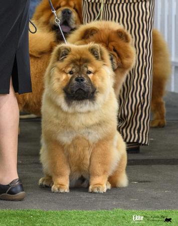 Chow Chow for sale by MAJESTUEUX