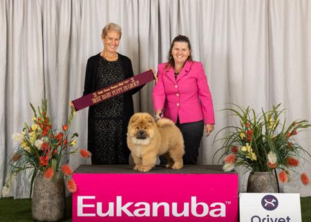 Chow Chow for sale by MAJESTUEUX