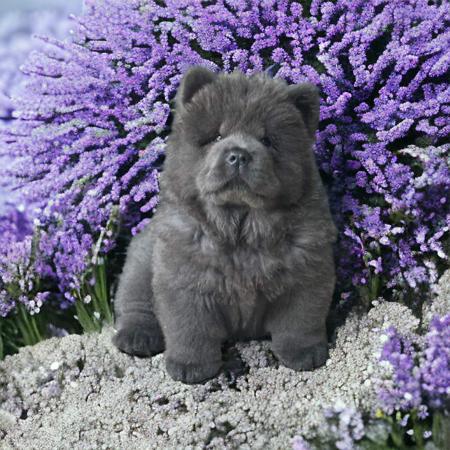 Chow Chow for sale by MAJESTUEUX
