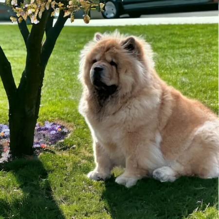 Chow Chow for sale by MAJESTUEUX