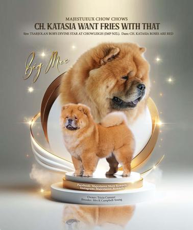 Chow Chow for sale by MAJESTUEUX