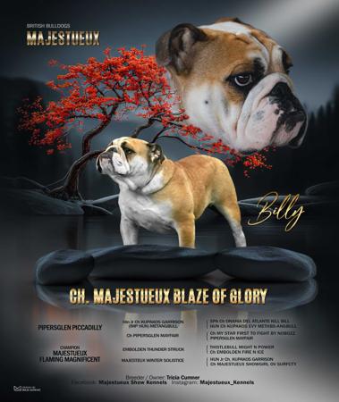 British Bulldog puppy for sale by MAJESTUEUX