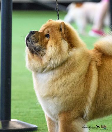 Chow Chow puppy for sale by MAJESTUEUX