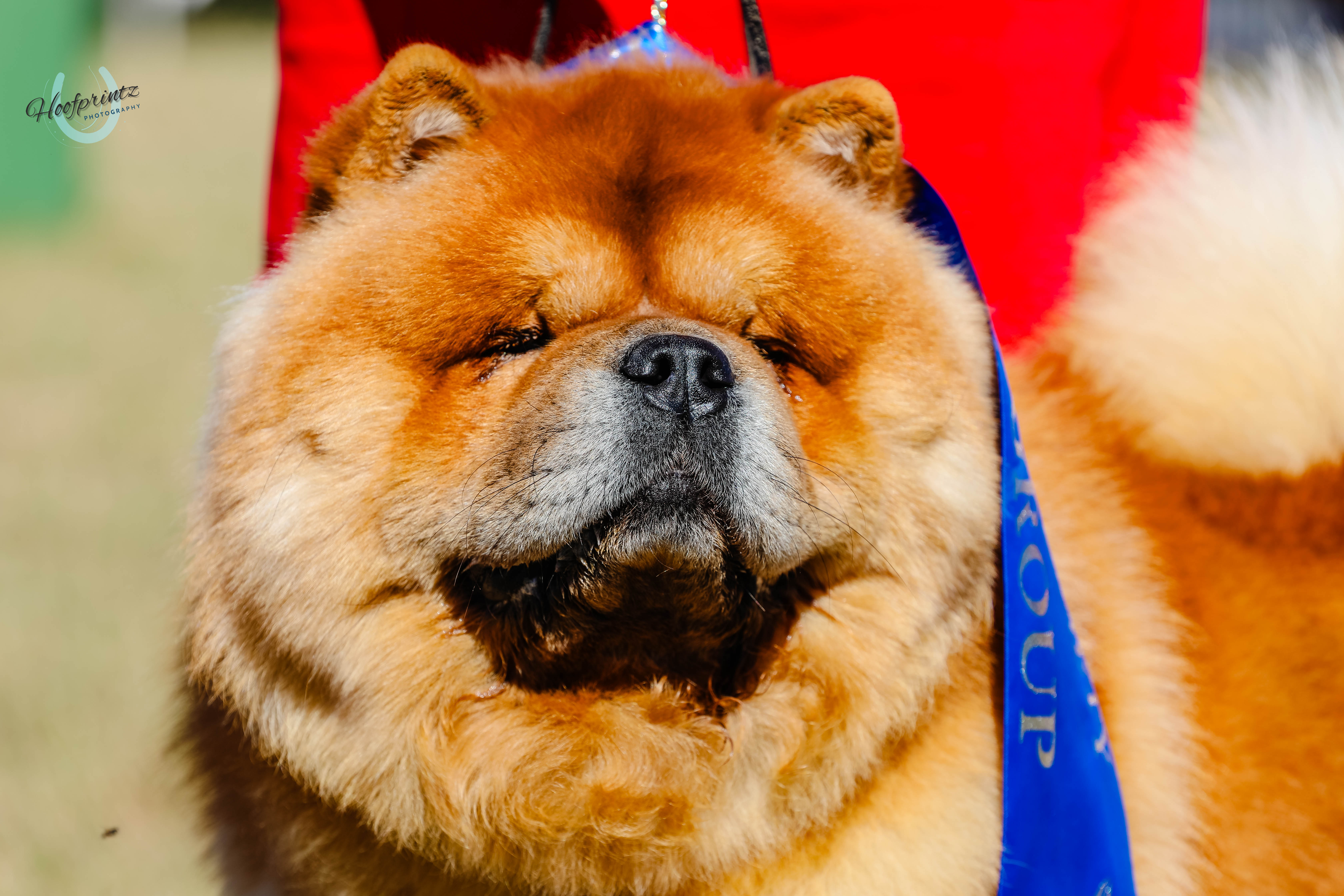 Chow Chow puppy for sale by MAJESTUEUX