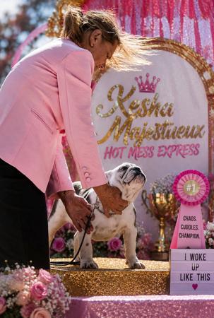 Majestueux Hot Mess Express British Bulldog