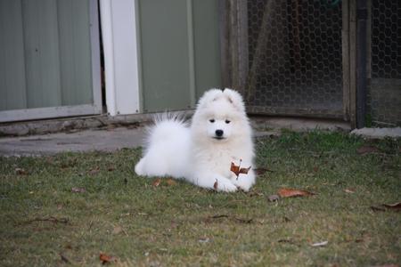Samoyed puppy for sale by ARCTICLIGHT