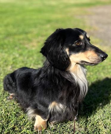 Dachshund (Miniature Long Haired) for sale by MAHARLIKAH