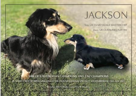 Dachshund (Miniature Long Haired) for sale by MAHARLIKAH