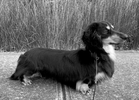 Dachshund (Miniature Long Haired) for sale by MAHARLIKAH