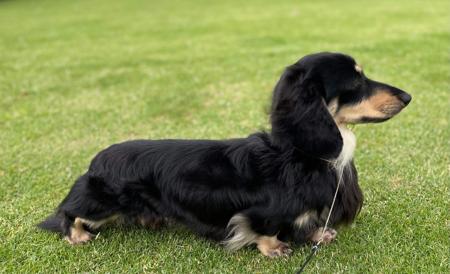 Dachshund (Miniature Long Haired) for sale by MAHARLIKAH