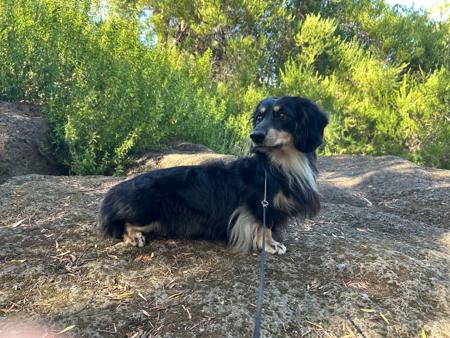 Dachshund (Miniature Long Haired) for sale by MAHARLIKAH