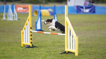 Australian Shepherd for sale by HAZENFIRE