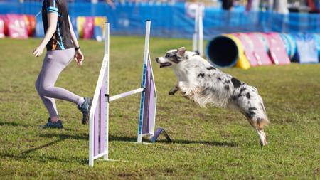 Australian Shepherd for sale by HAZENFIRE