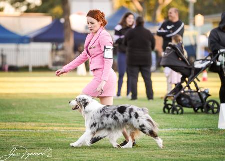 Australian Shepherd for sale by HAZENFIRE