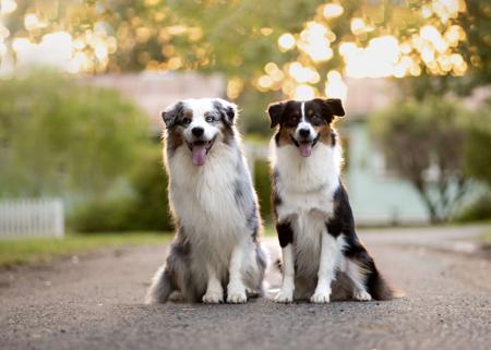 Australian Shepherd for sale by HAZENFIRE