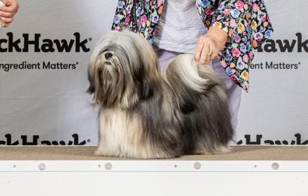 Lhasa Apso for sale by KERDEN