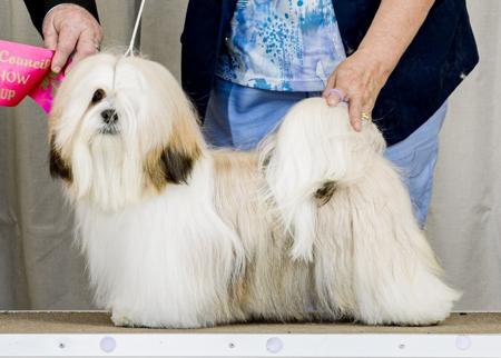 Lhasa Apso for sale by KERDEN
