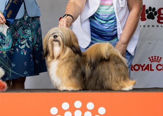 Lhasa Apso for sale by KERDEN