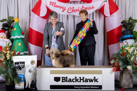 Lhasa Apso for sale by KERDEN