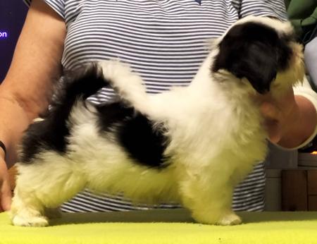 Lhasa Apso for sale by KERDEN