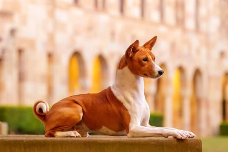 Basenji for sale by JODIE2301