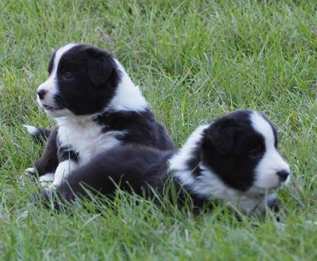 Border Collie for sale by BINBIRRIM