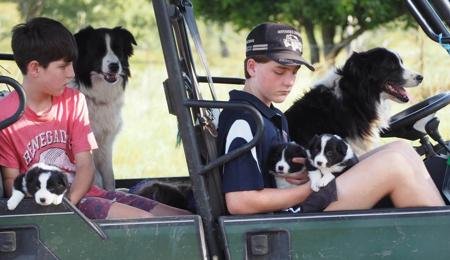 Border Collie for sale by BINBIRRIM