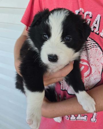 Border Collie for sale by BINBIRRIM