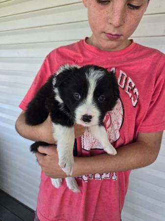 Border Collie for sale by BINBIRRIM