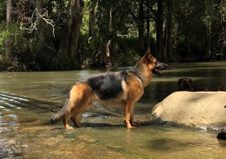 German Shepherd Dog for sale by KTIQUE