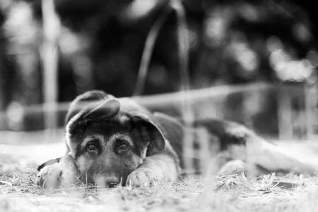 German Shepherd Dog for sale by KTIQUE