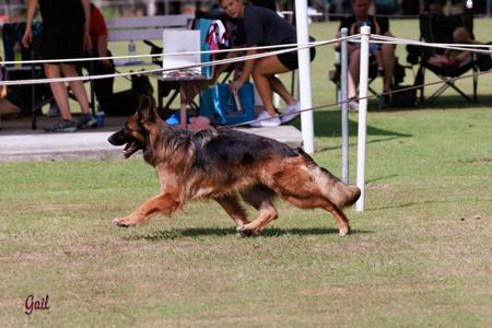 German Shepherd Dog for sale by KTIQUE