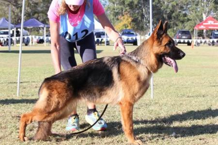 German Shepherd Dog for sale by KTIQUE