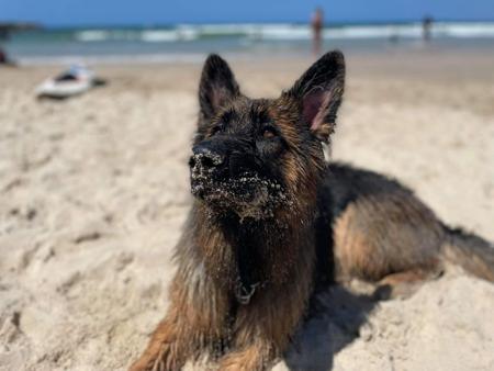 German Shepherd Dog (Long Stock Coat) for sale by KTIQUE