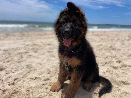 German Shepherd Dog (Long Stock Coat) for sale by KTIQUE