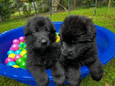 German Shepherd Dog (Long Stock Coat) for sale by KTIQUE