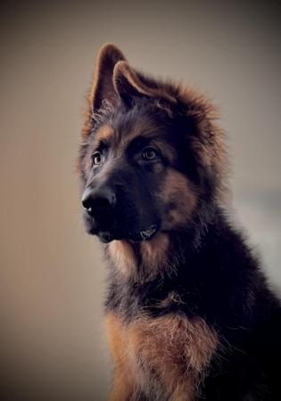 German Shepherd Dog (Long Stock Coat) for sale by KTIQUE
