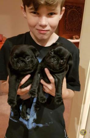 Pug puppy for sale by BETTYBOO2000