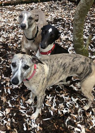 Whippet for sale by SUNSKYE