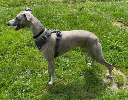 Whippet for sale by SUNSKYE